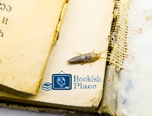 Book Damaged by Bugs Prior to Store Books in Plastic Containers